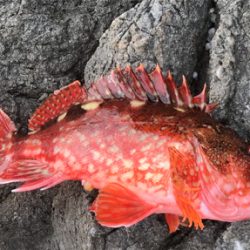 宇和島初磯フカセ