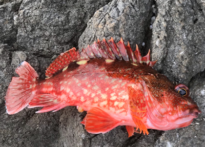 宇和島初磯フカセ