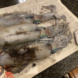 もう春イカの季節