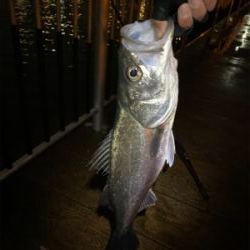 あたりはチラホラ、しかし連発せず