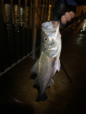 あたりはチラホラ、しかし連発せず