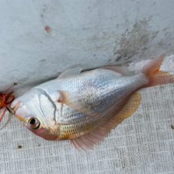 壱岐沖でタイラバ