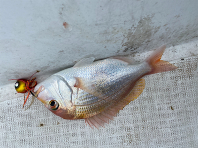 壱岐沖でタイラバ