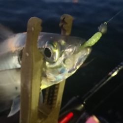 アジング練習 123