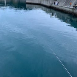 尺アジ！？！？