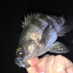 明石周辺メバリング