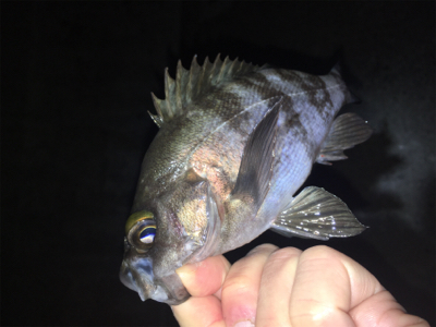 明石周辺メバリング