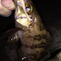 ナイトメバリング