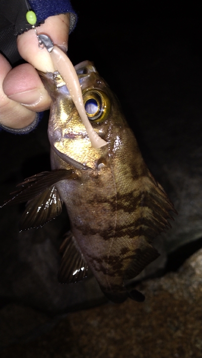 ナイトメバリング