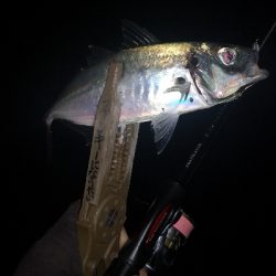 アジング 練習 124