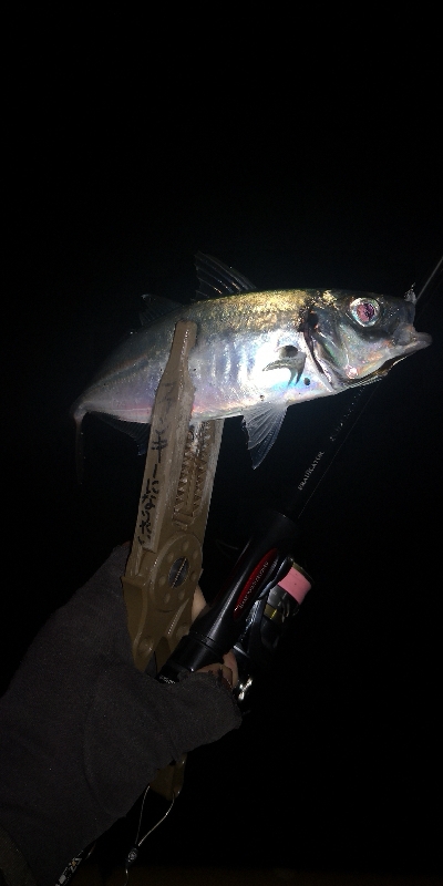 アジング 練習 124