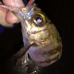 ナイトメバリング