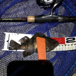 せっかくのメバル凪やけど…