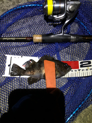 せっかくのメバル凪やけど…