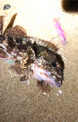 とあるサーフのライトゲーム