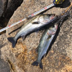 やっと釣れました!