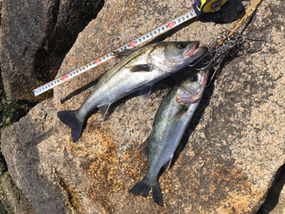 やっと釣れました!