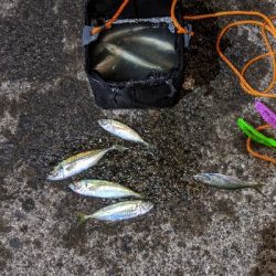 ついにきた！アジ