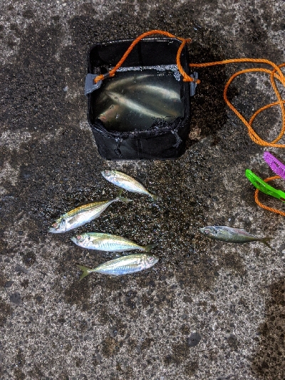 ついにきた！アジ