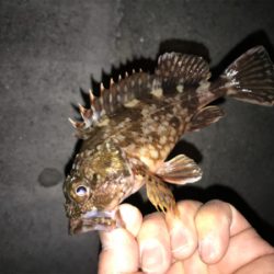 タケノコとガシラ