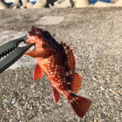 そろそろメバル