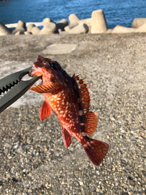 そろそろメバル