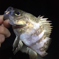 渋いメバリング