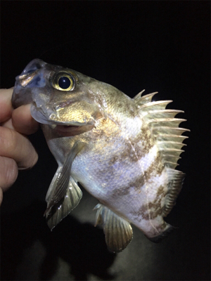 渋いメバリング