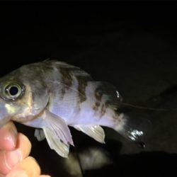 小さくても数釣りたのしぃ～！