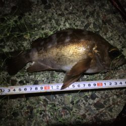 メバルのお腹がパンパン