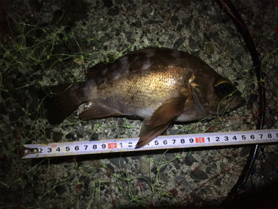 メバルのお腹がパンパン