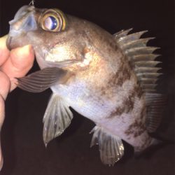 漁港でメバリング