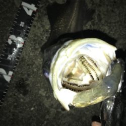 珍しくバチの恩恵を頂きましたっ!