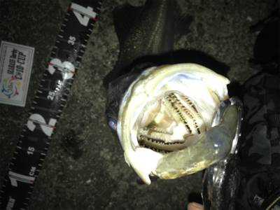 珍しくバチの恩恵を頂きましたっ!