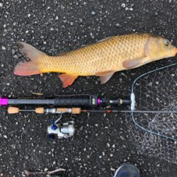 海は寒いし釣れないし、管釣りは閉鎖、なので近場でカープフィッシング