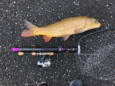 海は寒いし釣れないし、管釣りは閉鎖、なので近場でカープフィッシング
