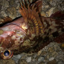 この時期に三目釣行^ ^♪