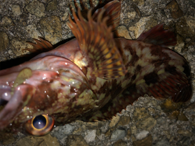 この時期に三目釣行^ ^♪