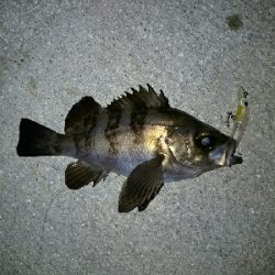 メバプラ＆ショアジギ