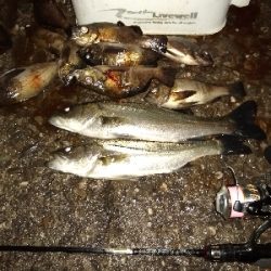 活性上がってます。