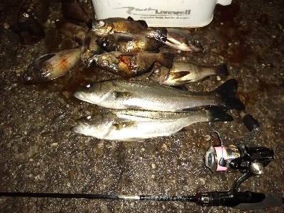 活性上がってます。