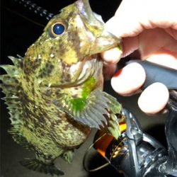 とあるサーフの3魚種