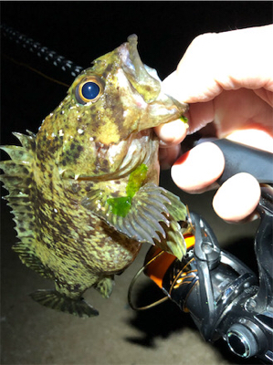 とあるサーフの3魚種