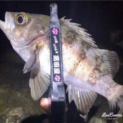 プラグメバリング