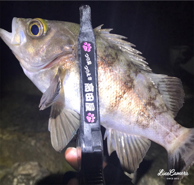 プラグメバリング