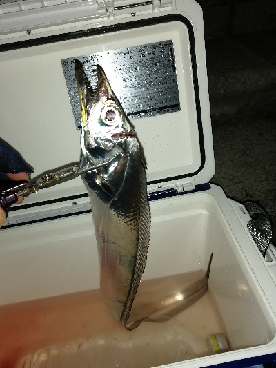 久しぶりの太刀魚