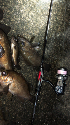 メバリングにて