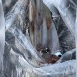 ヤリイカ釣行
