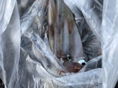 ヤリイカ釣行