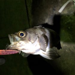 メバルプラッギング